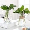 Lọ thủy tinh eo nhỏ miệng loe, đựng củ tiên ông, hành tây – Giá chỉ 15.000đ