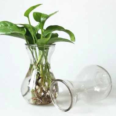 Lọ thủy tinh eo nhỏ miệng loe, đựng củ tiên ông, hành tây – Giá chỉ 15.000đ 2