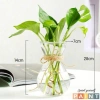 Lọ thủy tinh eo nhỏ miệng loe, đựng củ tiên ông, hành tây – Giá chỉ 15.000đ 7