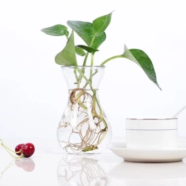 Lọ thủy tinh eo nhỏ miệng loe, đựng củ tiên ông, hành tây – Giá chỉ 15.000đ 10