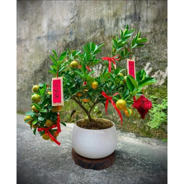 Lồng Treo Cây Decor Tết Set 3/5/10 - Trang trí nhà cửa ngày lễ Tết, Trung Thu, Giáng Sinh, Giá 24.000đ (giảm từ 30.720đ)