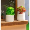 Mô hình chậu cây nhỏ tiểu cảnh sân vườn decor nhà Stellariva giảm giá 6.662 VND 6