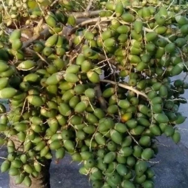 Mứt Cau Kiểng Đường Phèn, Đường Cát Trắng, Đường Cát Lụ – Ngon Ngào, Giá 46.550₫ Giảm 9