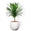 Phát Tài Núi 80cm - Đem May Mắn, Tiền Tài, Thăng Tiến Cho Gia Chủ, Giá Ưu Đãi 92.000 VNĐ 3