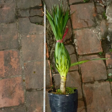 Phát Tài Núi 80cm - Đem May Mắn, Tiền Tài, Thăng Tiến Cho Gia Chủ, Giá Ưu Đãi 92.000 VNĐ 4