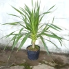 Phát Tài Núi 80cm - Đem May Mắn, Tiền Tài, Thăng Tiến Cho Gia Chủ, Giá Ưu Đãi 92.000 VNĐ 5