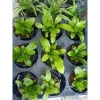 Phụng mini bán cạn - Cây tổ quạ mini, tiểu cảnh đẹp, giá 15.000đ