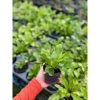 Phụng mini bán cạn - Cây tổ quạ mini, tiểu cảnh đẹp, giá 15.000đ 2