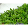 Phụng mini bán cạn - Cây tổ quạ mini, tiểu cảnh đẹp, giá 15.000đ 4
