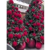 Quả châu đỏ nhung đa kích cỡ - Trang trí cây thông Noel, giá chỉ 19.000đ 5