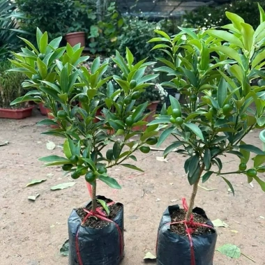 Quất Ngọt Sẵn Quả - Cây Cảnh Tết Giá Ưu Đãi 32,500 VND, Gửi Như Ảnh