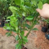 Quất Ngọt Sẵn Quả - Cây Cảnh Tết Giá Ưu Đãi 32,500 VND, Gửi Như Ảnh 2