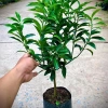 Quất Ngọt Sẵn Quả - Cây Cảnh Tết Giá Ưu Đãi 32,500 VND, Gửi Như Ảnh 3