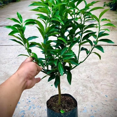 Quất Ngọt Sẵn Quả - Cây Cảnh Tết Giá Ưu Đãi 32,500 VND, Gửi Như Ảnh