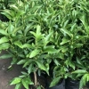 Quất Ngọt Sẵn Quả - Cây Cảnh Tết Giá Ưu Đãi 32,500 VND, Gửi Như Ảnh 4