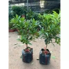 Quất Ngọt Sẵn Quả - Cây Cảnh Tết Giá Ưu Đãi 32,500 VND, Gửi Như Ảnh 5