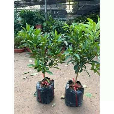 Quất Ngọt Sẵn Quả - Cây Cảnh Tết Giá Ưu Đãi 32,500 VND, Gửi Như Ảnh