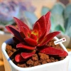 SDV20 Sen đá Tứ Phương SOENSHOP 2.5-4cm Mini bàn Khoẻ đẹp 1 đổi 1 Giá 11.900 VND