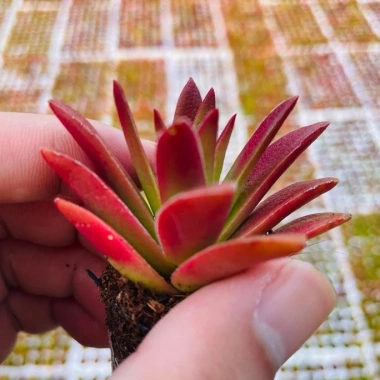 SDV20 Sen đá Tứ Phương SOENSHOP 2.5-4cm Mini bàn Khoẻ đẹp 1 đổi 1 Giá 11.900 VND 2