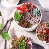 SDV20 Sen đá Tứ Phương SOENSHOP 2.5-4cm Mini bàn Khoẻ đẹp 1 đổi 1 Giá 11.900 VND 3