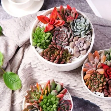 SDV20 Sen đá Tứ Phương SOENSHOP 2.5-4cm Mini bàn Khoẻ đẹp 1 đổi 1 Giá 11.900 VND 3