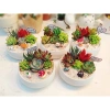SDV20 Sen đá Tứ Phương SOENSHOP 2.5-4cm Mini bàn Khoẻ đẹp 1 đổi 1 Giá 11.900 VND 4