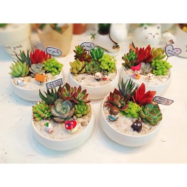SDV20 Sen đá Tứ Phương SOENSHOP 2.5-4cm Mini bàn Khoẻ đẹp 1 đổi 1 Giá 11.900 VND 4