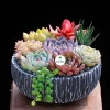 SDV20 Sen đá Tứ Phương SOENSHOP 2.5-4cm Mini bàn Khoẻ đẹp 1 đổi 1 Giá 11.900 VND 6