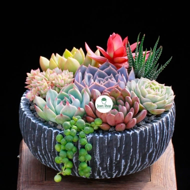 SDV20 Sen đá Tứ Phương SOENSHOP 2.5-4cm Mini bàn Khoẻ đẹp 1 đổi 1 Giá 11.900 VND 6