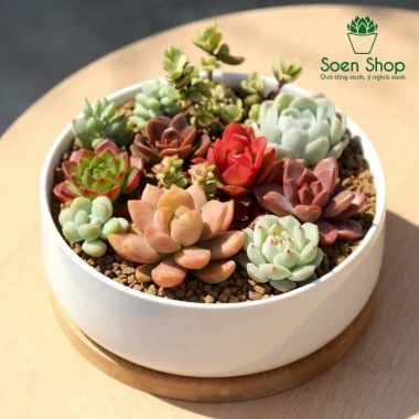 SDV20 Sen đá Tứ Phương SOENSHOP 2.5-4cm Mini bàn Khoẻ đẹp 1 đổi 1 Giá 11.900 VND 7