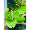 Sen 1 lá nở hoa 4 mùa size mini - Giá ưu đãi 14.999 VND, cây cảnh nội thất dễ chăm sóc, đẹp mắt