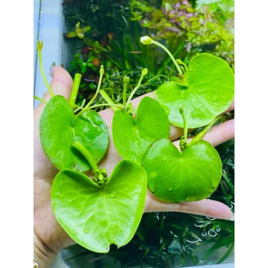 Sen 1 lá nở hoa 4 mùa size mini - Giá ưu đãi 14.999 VND, cây cảnh nội thất dễ chăm sóc, đẹp mắt