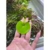 Sen 1 lá nở hoa 4 mùa size mini - Giá ưu đãi 14.999 VND, cây cảnh nội thất dễ chăm sóc, đẹp mắt 2