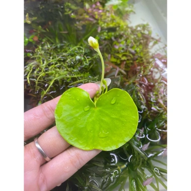 Sen 1 lá nở hoa 4 mùa size mini - Giá ưu đãi 14.999 VND, cây cảnh nội thất dễ chăm sóc, đẹp mắt 3
