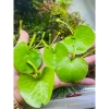 Sen 1 lá nở hoa 4 mùa size mini - Giá ưu đãi 14.999 VND, cây cảnh nội thất dễ chăm sóc, đẹp mắt 4