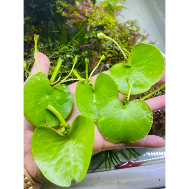 Sen 1 lá nở hoa 4 mùa size mini - Giá ưu đãi 14.999 VND, cây cảnh nội thất dễ chăm sóc, đẹp mắt 4
