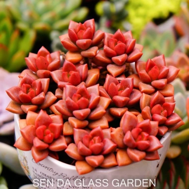 Sen Đá Đỏ Combo 5 cây mini 3cm - Dễ trồng, siêu khỏe, giá ưu đãi 26.000₫
