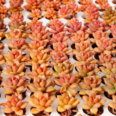 Sen Đá Đỏ Combo 5 cây mini 3cm - Dễ trồng, siêu khỏe, giá ưu đãi 26.000₫ 6