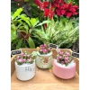 Sen Đá Hồng Sao kèm Chậu Sứ - Cây Trang Trí Mini Đáng Yêu, Dễ Chăm Sóc, Chỉ 82.000 VND