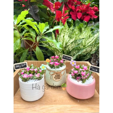 Sen Đá Hồng Sao kèm Chậu Sứ - Cây Trang Trí Mini Đáng Yêu, Dễ Chăm Sóc, Chỉ 82.000 VND