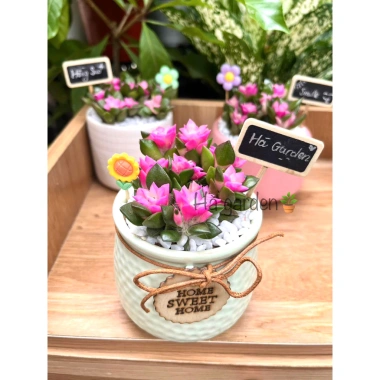 Sen Đá Hồng Sao kèm Chậu Sứ - Cây Trang Trí Mini Đáng Yêu, Dễ Chăm Sóc, Chỉ 82.000 VND