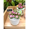 Sen Đá Hồng Sao kèm Chậu Sứ - Cây Trang Trí Mini Đáng Yêu, Dễ Chăm Sóc, Chỉ 82.000 VND 4