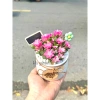 Sen Đá Hồng Sao kèm Chậu Sứ - Cây Trang Trí Mini Đáng Yêu, Dễ Chăm Sóc, Chỉ 82.000 VND 5
