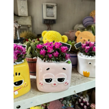 Sen Đá Hồng Sao kèm Chậu Sứ - Cây Trang Trí Mini Đáng Yêu, Dễ Chăm Sóc, Chỉ 82.000 VND