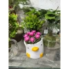 Sen Đá Hồng Sao kèm Chậu Sứ - Cây Trang Trí Mini Đáng Yêu, Dễ Chăm Sóc, Chỉ 82.000 VND 7