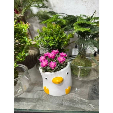 Sen Đá Hồng Sao kèm Chậu Sứ - Cây Trang Trí Mini Đáng Yêu, Dễ Chăm Sóc, Chỉ 82.000 VND