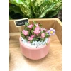 Sen Đá Hồng Sao kèm Chậu Sứ - Cây Trang Trí Mini Đáng Yêu, Dễ Chăm Sóc, Chỉ 82.000 VND 8