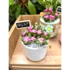 Sen Đá Hồng Sao kèm Chậu Sứ - Cây Trang Trí Mini Đáng Yêu, Dễ Chăm Sóc, Chỉ 82.000 VND 9