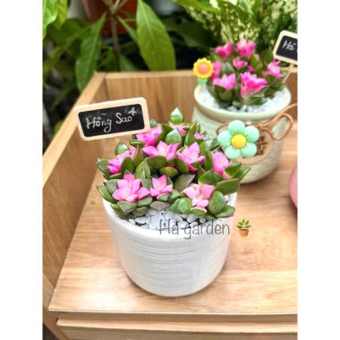 Sen Đá Hồng Sao kèm Chậu Sứ - Cây Trang Trí Mini Đáng Yêu, Dễ Chăm Sóc, Chỉ 82.000 VND 9 Sen Đá Hồng Sao kèm Chậu Sứ - Cây Trang Trí Mini Đáng Yêu, Dễ Chăm Sóc, Chỉ 82.000 VND 9