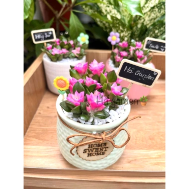 Sen Đá Hồng Sao kèm Chậu Sứ - Cây Trang Trí Mini Đáng Yêu, Dễ Chăm Sóc, Chỉ 82.000 VND 10 Sen Đá Hồng Sao kèm Chậu Sứ - Cây Trang Trí Mini Đáng Yêu, Dễ Chăm Sóc, Chỉ 82.000 VND 10